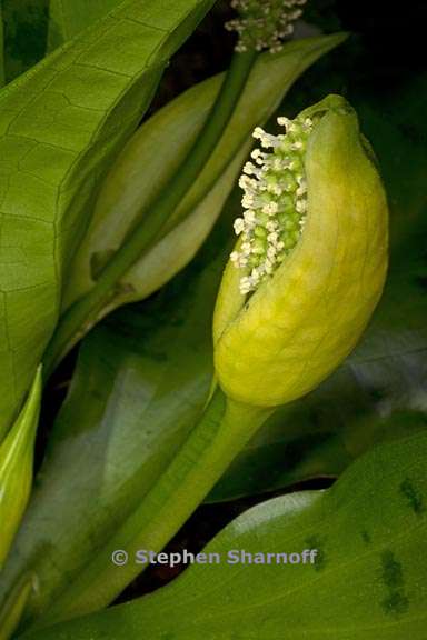 lysichiton americanum 6 graphic